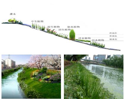 大面積黑臭水體（水塘、水渠、水庫等）特別是養(yǎng)殖廢水，如何在短時間快速進行治理？達標農灌水或排放標準？